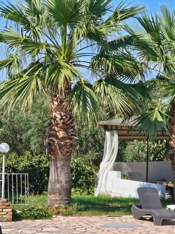 Palmyra Studios Kávos Extérieur photo